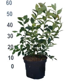 Heidelbeere - Reka Vaccinum Corymbosum `Reka´ -GartenZauber Verkäufe Heidelbeere reka 2