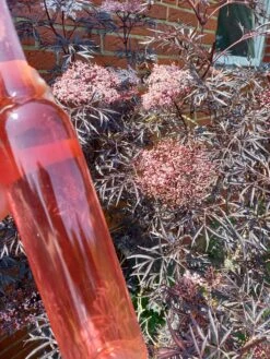 Holunder Black Lace ® Sambucus Nigra `Black Lace´ 15 Holunder Black Lace ® Sambucus Nigra `Black Lace´ -GartenZauber Verkäufe Holunderbl ten Likor rosa