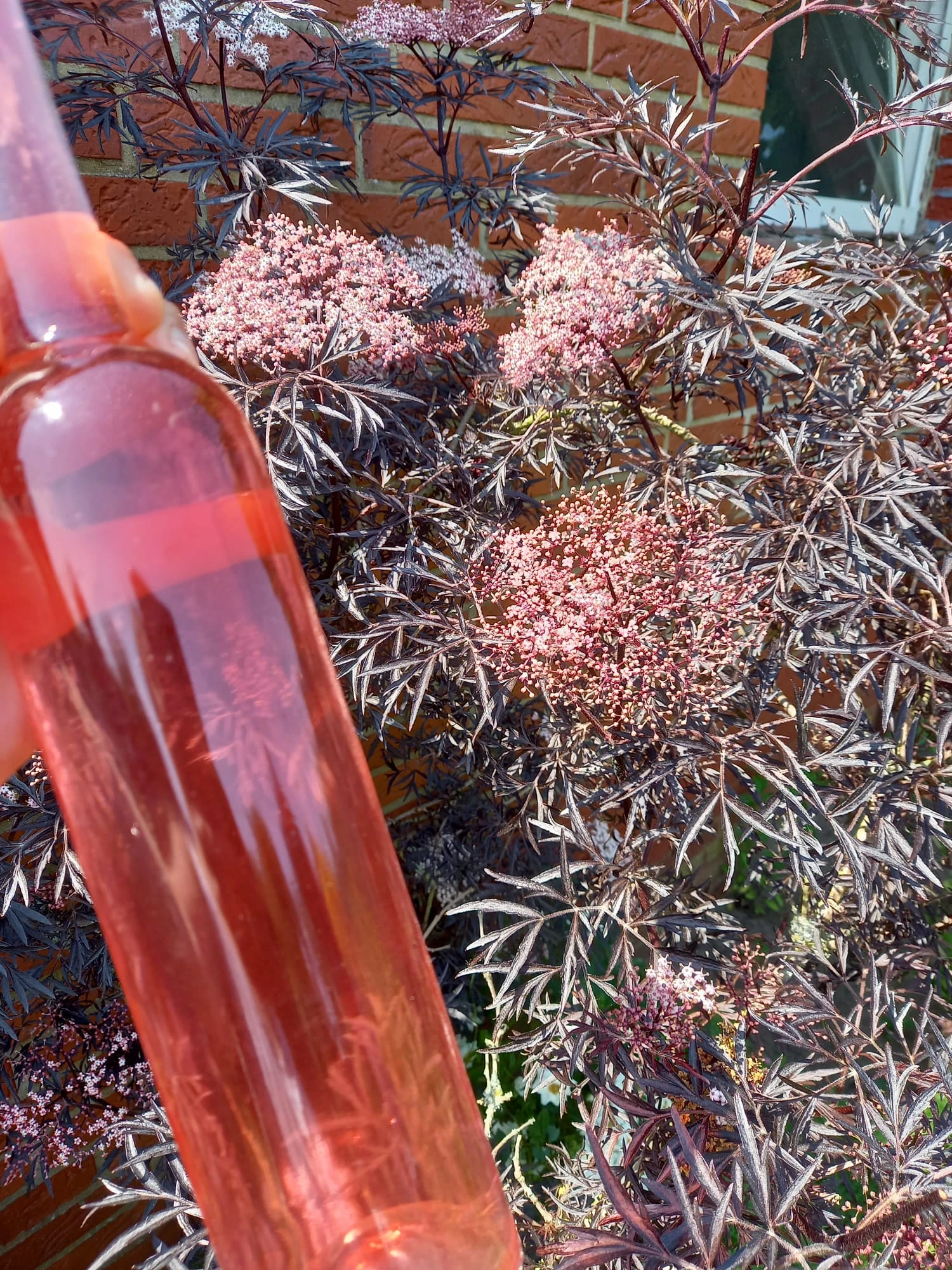 Holunder Black Lace ® Sambucus Nigra `Black Lace´ 9 Holunder Black Lace ® Sambucus Nigra `Black Lace´ – Bild 7