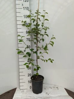 Chinesische Quitte / Holzquitte Pseudocydonia Sinensis 13 Chinesische Quitte / Holzquitte Pseudocydonia Sinensis -GartenZauber Verkäufe Holzquitte