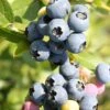 Heidelbeere `Hortblue Petite´ Kompakt Wachsend Vaccinum Corymbosum `Hortblue Petite´ -GartenZauber Verkäufe Hortblue petite3
