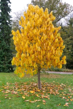 Veredelte Indianerbanane `Maria´s Joy´ Asimina Triloba `Maria´s Joy´ -GartenZauber Verkäufe Indianerbanane Baum