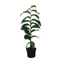 Indianerbanane (Paw Paw) Asimina Triloba -GartenZauber Verkäufe Indianerbanane weiss