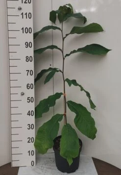 Veredelte Indianerbanane `NC1´ Asimina Triloba `NC1´ -GartenZauber Verkäufe Indianerbanane weissUURtI4poHnJw6