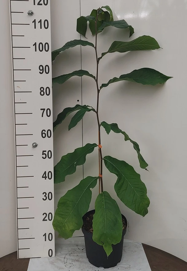 Veredelte Indianerbanane `Prolific´ Asimina Triloba `Profilic´ 5 Veredelte Indianerbanane `Prolific´ Asimina Triloba `Profilic´ – Bild 3