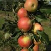 Säulenapfel `James Grieve Super Compact ®´ Malus Domestica `James Grieve Super Compact´