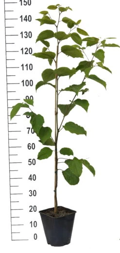 Japanischer Rosinenbaum Hovenia Dulcis -GartenZauber Verkäufe Japanischer rosinenbaum weiss