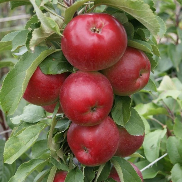Säulenapfel Jarle ® Malus Domestica 3 Säulenapfel Jarle ® Malus Domestica