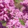 Judasbaum Cercis Siliquastrum 1 Judasbaum Cercis Siliquastrum -GartenZauber Verkäufe Judasbaum mit biene