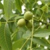 Kompaktwachsende Walnuss `Europa´ Juglans Regia `Europa´ -GartenZauber Verkäufe Juglans Europa