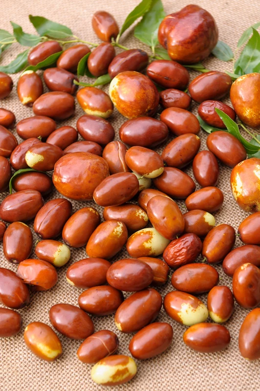 Jujube / Chinesische Dattel / Brustbeere `Li´ Ziziphus Jujuba 4 Jujube / Chinesische Dattel / Brustbeere `Li´ Ziziphus Jujuba – Bild 2