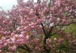 Zierkirsche `Kanzan´ Prunus Serrulata `Kanzan´ -GartenZauber Verkäufe Kanzan Kirsche
