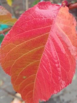 Zierkirsche `Kanzan´ Prunus Serrulata `Kanzan´ -GartenZauber Verkäufe Kanzan herbstf rbung