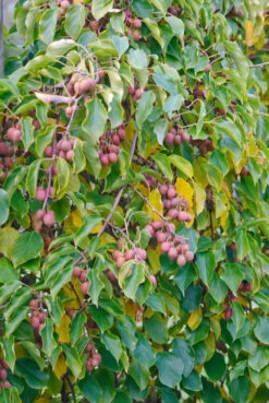 Ausgewählte Produkte -GartenZauber Verkäufe Kens Red 2