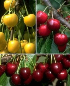Mehrsorten-Kirschbaum (versch. Varianten) Prunus Avium