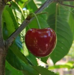 Säulensauerkirsche `Jachim´ Prunus Cerasus `Jachim´ 11 Säulensauerkirsche `Jachim´ Prunus Cerasus `Jachim´ -GartenZauber Verkäufe KirscheqrHhSGMlGgmAy