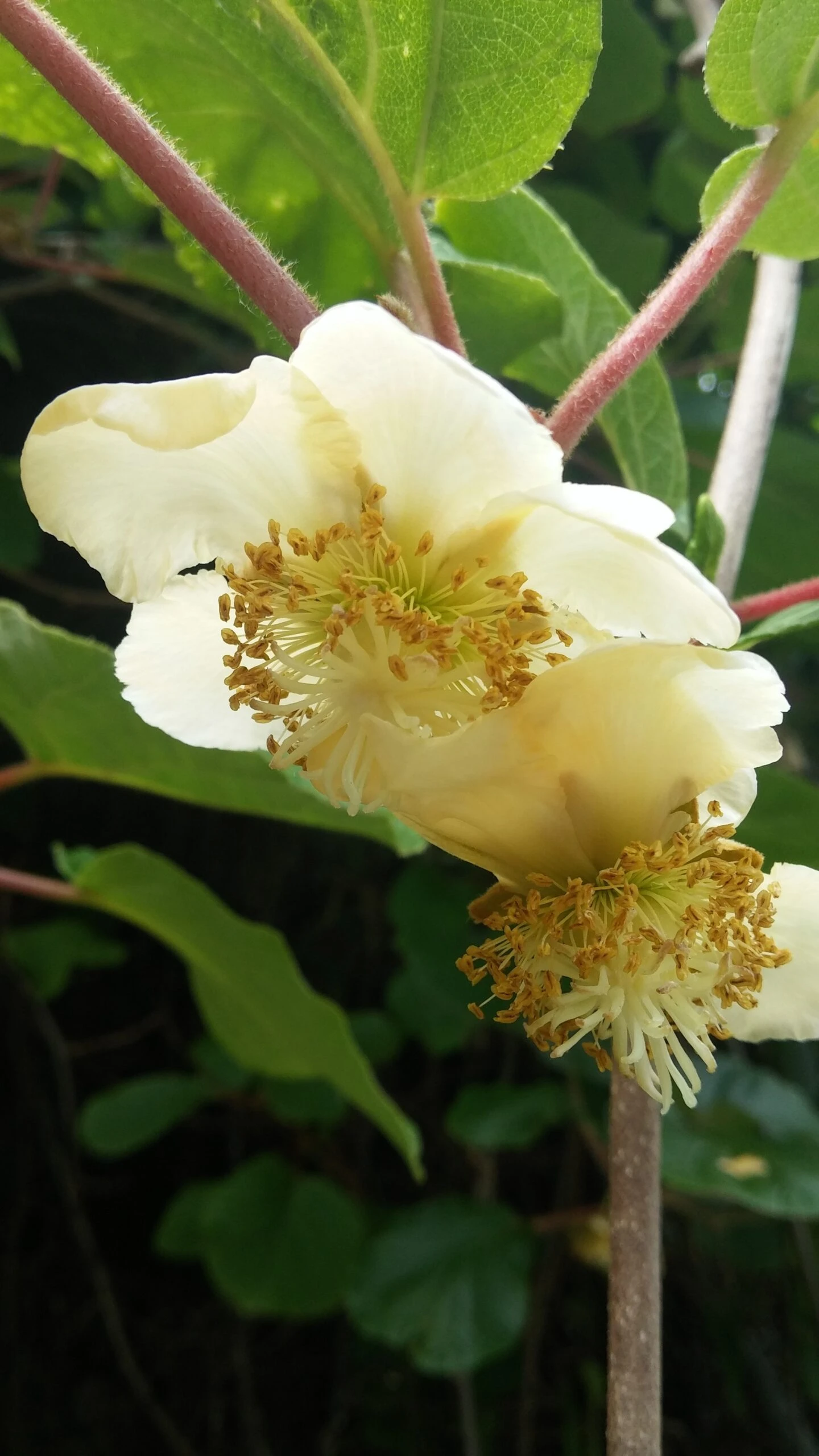 Kiwi Hayward (weiblich) Actinidia Chinensis `Hayward´ 4 Kiwi Hayward (weiblich) Actinidia Chinensis `Hayward´ – Bild 2