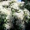 Kletterhortensie Hydrangea Petiolaris -GartenZauber Verkäufe Kletterhortensie