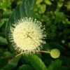 Knopfbusch Cephalanthus Occidentalis -GartenZauber Verkäufe Knopfbusch 258b005d4bfa18