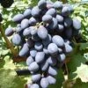 Kodrianka Vitis `Kodrianka´ -GartenZauber Verkäufe Kodrianka