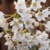 Zwerg-Zierkirsche `Kojou-no-mai´ Prunus Incisa `Kojou-no-mai´ -GartenZauber Verkäufe Kojou no mai