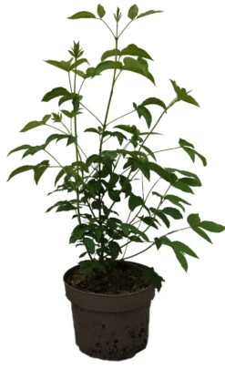 Kolchische Pimpernuss Staphylea Colchica -GartenZauber Verkäufe Kolchische Pimpernuss