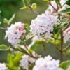 Koreanischer Duft-Schneeball Viburnum Carlesii -GartenZauber Verkäufe Korea Schneeball