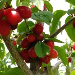 Großfrüchtige Kornelkirsche `Jolico´ Cornus Mas `Jolico´ 8 Großfrüchtige Kornelkirsche `Jolico´ Cornus Mas `Jolico´ -GartenZauber Verkäufe Kornelkirsche jolico