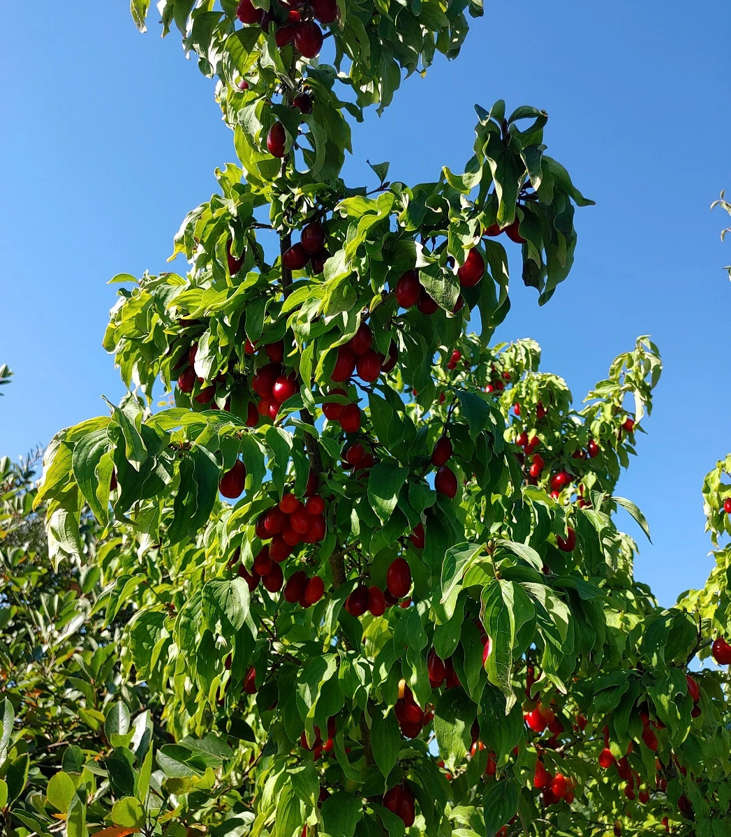 Großfrüchtige Kornelkirsche `Jolico´ Cornus Mas `Jolico´ 3 Großfrüchtige Kornelkirsche `Jolico´ Cornus Mas `Jolico´
