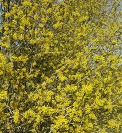 Großfrüchtige Kornelkirsche `Schönbrunner Gourmet Dirndl´ Cornus Mas `Schönbrunner Gourmetdirndl´ -GartenZauber Verkäufe Kornelkirschen