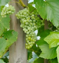 Lakemont (kernlos) Vitis `Lakemont