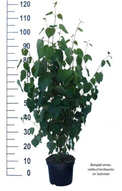 Lebkuchenbaum / Katsurabaum Cercidiphyllum Japonicum 13 Lebkuchenbaum / Katsurabaum Cercidiphyllum Japonicum -GartenZauber Verkäufe Lebkuchenbaum weiss