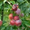 Liberty Malus Domestica `Liberty´ -GartenZauber Verkäufe LibertyGLqknH9gbmiWk
