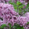 Zwerg-Duft-Flieder `Lillifee´® Syringa Meyeri `Lillifee´ -GartenZauber Verkäufe Lillifee Kordes Jungpflanzen