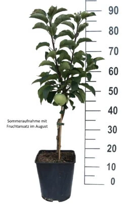 Zwergapfel Maloni® `Lilly´® Malus Domestica `Lilly´ 7 Zwergapfel Maloni® `Lilly´® Malus Domestica `Lilly´ -GartenZauber Verkäufe Lilly weiss