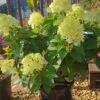 Rispenhortensie `Little Lime®´ Hydrangea Paniculata `Little Lime´ 1 Rispenhortensie `Little Lime®´ Hydrangea Paniculata `Little Lime´ -GartenZauber Verkäufe Limelight Hortensie