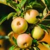 Säulenapfel `Lopini´® Malus Domestica `Lopini´® 2 Säulenapfel `Lopini´® Malus Domestica `Lopini´® -GartenZauber Verkäufe Lopini