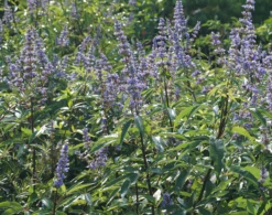 Mönchspfeffer Vitex Agnus Castus 16 Mönchspfeffer Vitex Agnus Castus -GartenZauber Verkäufe M nchpfeffer 3