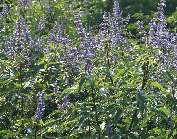 Mönchspfeffer Vitex Agnus Castus 8 Mönchspfeffer Vitex Agnus Castus – Bild 6