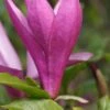 Purpur-Magnolie `Susan´ Magnolia Liliiflora `Susan´ 2 Purpur-Magnolie `Susan´ Magnolia Liliiflora `Susan´ -GartenZauber Verkäufe Magnolia Susan