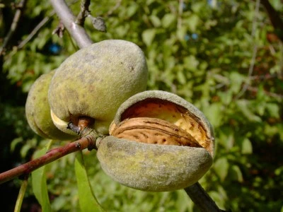 Dürkheimer Krachmandel Prunus Dulcis `Dürkheimer Krachmandel´ 3 Dürkheimer Krachmandel Prunus Dulcis `Dürkheimer Krachmandel´