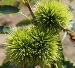 Esskastanie `Maraval´ Castanea Sativa `Maraval´ 7 Esskastanie `Maraval´ Castanea Sativa `Maraval´ -GartenZauber Verkäufe Maraval5b62cdb854980