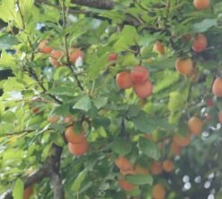 MilankaⓇ Bunte Kirschpflaume Prunus Cerasifera `Milanka´ -GartenZauber Verkäufe Milanka Frucht