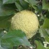 Milchorangenbaum Maclura Pomifera -GartenZauber Verkäufe Milchorange