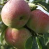 Mira ® Malus Domestica -GartenZauber Verkäufe Mira 3
