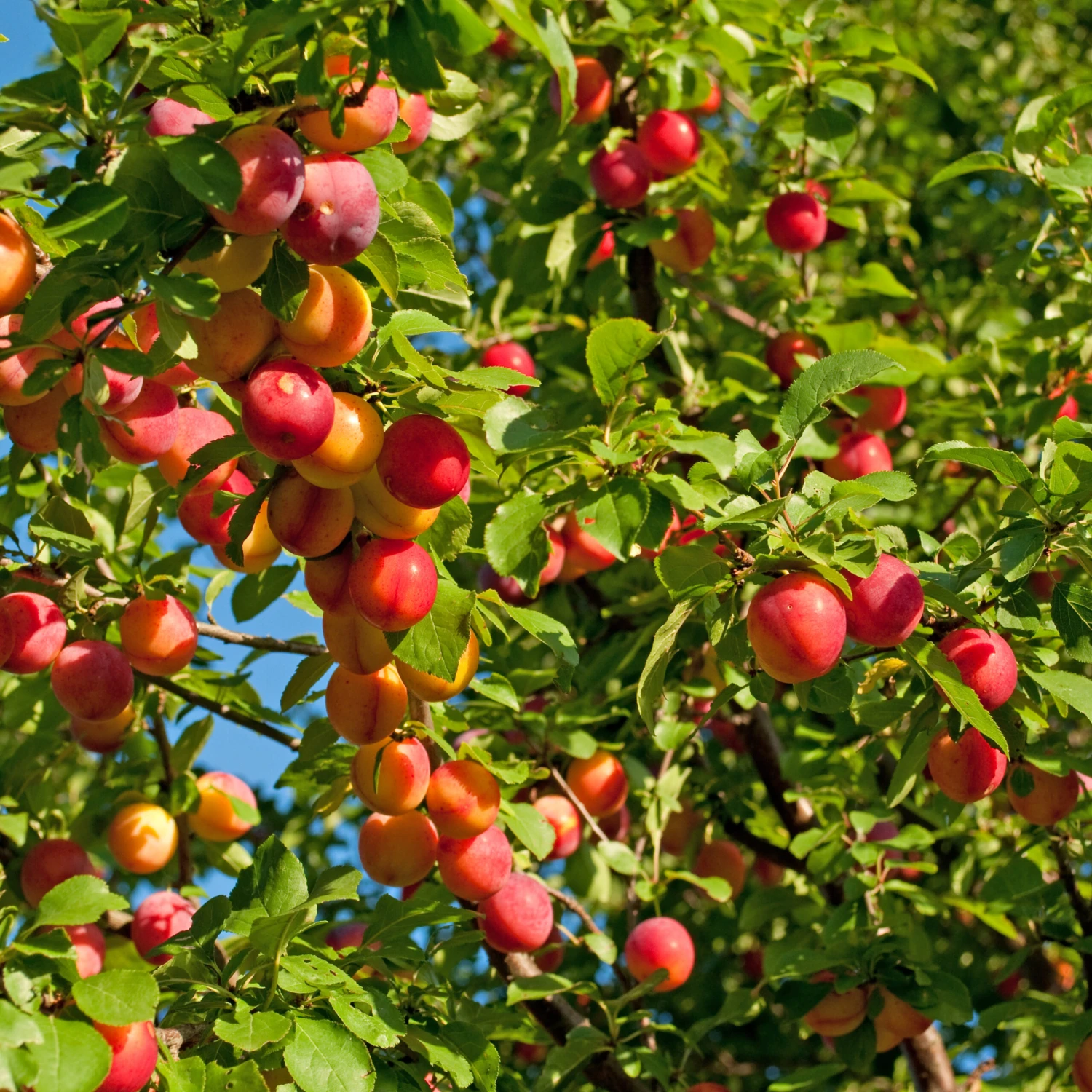 Mirabelle `Show Late´ Prunus Domestica Susp. Syriaca `Show Late´ 3 Mirabelle `Show Late´ Prunus Domestica Susp. Syriaca `Show Late´