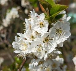 Zwergsauerkirsche Morellini Prunus Cerasus `Morellini´ -GartenZauber Verkäufe Morellini Bl te 1