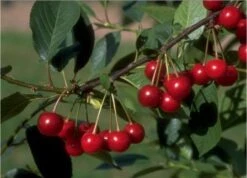 Morina ® Prunus Cerasus `Morina´