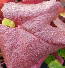 Blauer Muskateller Vitis `Blauer Muskateller´ -GartenZauber Verkäufe Muskateller herbstf rbung