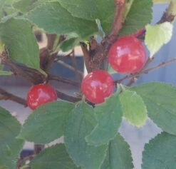 Nankingkirsche `Orient´ Prunus Tomentosa Orient -GartenZauber Verkäufe Nankingkirsche Frucht